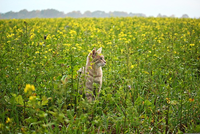 cat in field of mustard