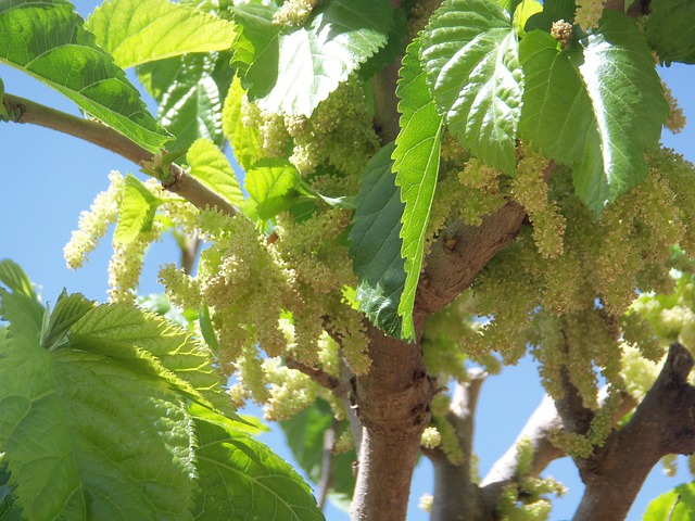 mulberry tree in israel